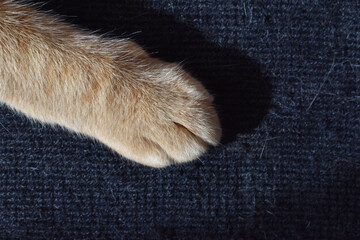 Sticker - Ginger cat paws and claws on the rug or carpet.  Copy space is on the right side. Photo can use for the concept of how to stop your cat scratching the rug or carpet.