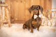 Christmas Mood at home with a dachshund carrying a bow tie