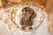 Dachshund standing in a rattan basket with golden lights during Christmas time
