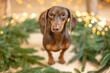 Dachshund standing in fir branches with golden lights in the background at Christmas 