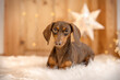 Christmas at home with a dachshund laying in front of star lamp 