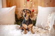Cute dachshund sitting in front of a little deco Christmas tree with red Christmas balls 