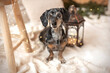Tiger dachshund is sitting between Christmas lights and a lantern at home