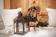 Dachshund is looking into a lantern with Christmas lights and a Christmas tree with red Christmas balls