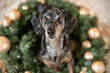 Tiger dachshund is sitting a wreath with golden Christmas balls looking up 