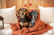 Two dogs are sitting under a blanket in front of a little Christmas tree with red Christmas balls at home 