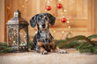 A tiger dachshund is laying next to a Christmas lantern with a Christmas tree with red Christmas balls and fir green in the background at home 