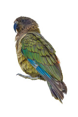 Wall Mural - wild  olive green kea parrot isolated png