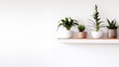 a row of potted plants sitting on top of a wooden shelf