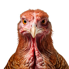 Wall Mural - Close-up of a wild turkey isolated on transparent background