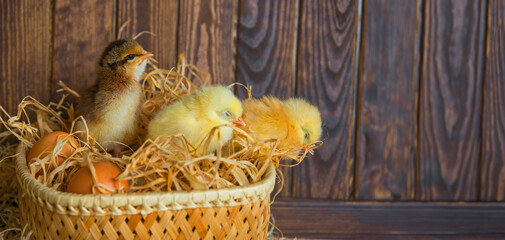 Wall Mural - three little newborn chickens in a nest