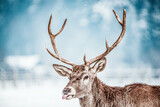 Fototapeta Zwierzęta - noble deer male in winter snow