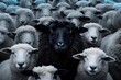 Schwarzes Schaf in der Herde / Das schwarze Schaf / Tierspaß Poster / Sprichwort Illustration / Ai-Ki generiert