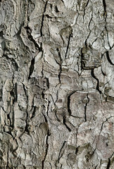 Canvas Print - bark of the trunk of a large chestnut, natural background