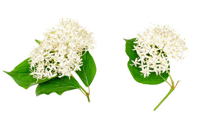 a branch of the cornus alba shrub isolated on a white background