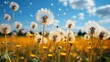 Field Yellow Dandelions Blue Sky, HD, Background Wallpaper, Desktop Wallpaper