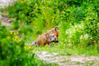 Lis rudy liżący łapę na drodze. Drapieżny ssak podczas odpoczynku.