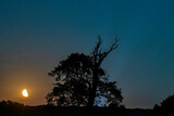 Fototapeta Niebo - Wschód Księżyca przy starym drzewie. Nocne niebo podczas wschodu ziemskiego satelity