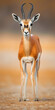 Antilope Impala Gazelle - Niedliches Tier direkt von vorn - KI generiert