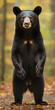 Schwarzbär - Niedliches Tier direkt von vorn - KI generiert