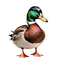 Mallard Duck Portrait Isolated On White. Transparent Background Png. 