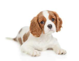 Sticker - Cute Cavalier King Charles Spaniel puppy sits in front view and looks at camera. Isolated on white background