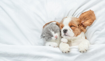Aufkleber - Cute Cavalier King Charles Spaniel and tiny kitten sleep together under white warm blanket on a bed at home. Top down view. Empty space for text