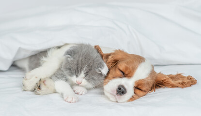 Poster - Friendly Cavalier King Charles Spaniel sleeps and hugs tiny kitten on the bed at home