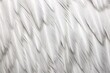 macro goose feather texture in bright white