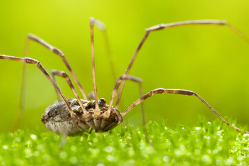 Wall Mural - Macro side view of Harvestman on grass