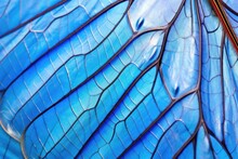 Vivid Blue Morpho Butterfly Wing, Capturing Iridescent Texture