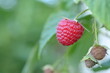 © Анна Климчук - close-up of a raspberry berry, a raspberry berry growing on a bush