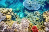 Fototapeta Do akwarium - detailed coral rock