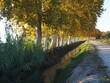 otoño sobre el canal de regadío del Pla de Urgell con los plataneros dorados que amenizan los paseos de los caminantes y sus mascotas, lérida, españa, europa