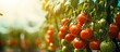 © Ilgun - Greenhouse grown tomato plants produce ripe healthy vegetables for home gardening Copy space image Place for adding text or design