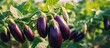 Growing ripe eggplants in an agricultural greenhouse Copy space image Place for adding text or design