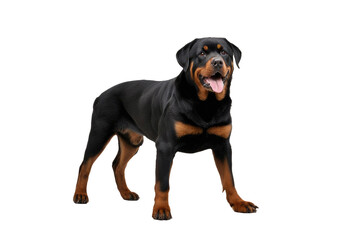 Wall Mural - a high quality stock photograph of a single cute Rottweiler full body isolated on a white background