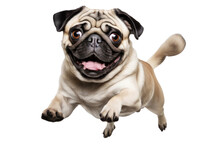 A High Quality Stock Photograph Of A Single Fat Happy Pug Dog Jumping In The Air Isolated On A White Background