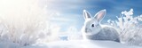 Little hare in winter coat. Single cute arctic hare with white fur sitting on clean and bright white snowfield. Beautiful snowy polar scenery. Banner with wild animal in nature habitat
