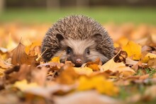 A Hedgehog Curled Up In Defence