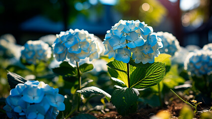 Wall Mural - beautiful blue flowers in the garden