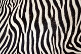 Fototapeta Konie - uneven zebra skin close-up