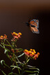 mariposa imperial reposando en una planta