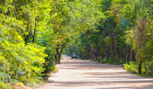 A Red Dirt Road Leading Into The Dense Forest - Mexico