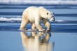 polar bear walking on a thin ice floe