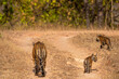wild female mother tiger or panthera tigris with her two tiny small cubs walking on forest track or road at bandhavgarh national park forest tiger reserve madhya pradesh india asia