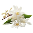 Fresh aroma orchid vanilla isolated on transparent background