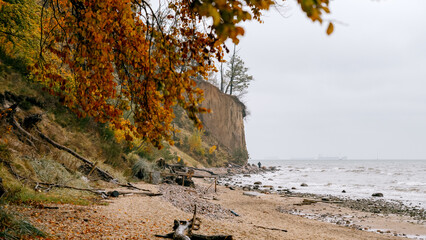 Wall Mural - cliff in Gdynia Orłowo in autumn