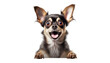 black chihuahua puppy isolated on transparent background cutout