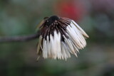 Fototapeta Dmuchawce - Leibnitzia anandria Lajbnicja Anandra gerbera zimująca